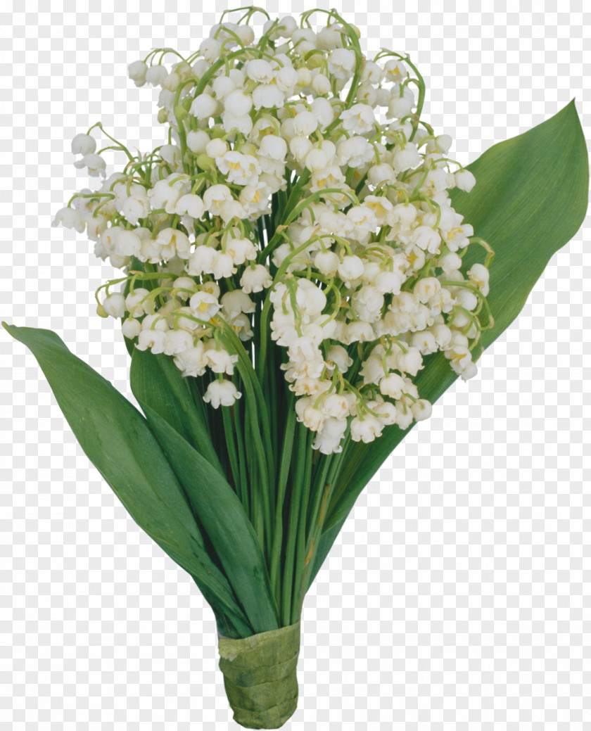 Lily Of The Valley International Women's Day Holiday March 8 Ansichtkaart Woman PNG