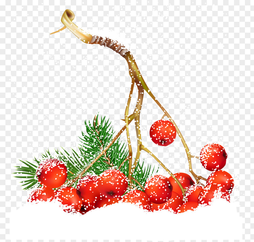 Red Apple Common Holly Christmas Berry Clip Art PNG