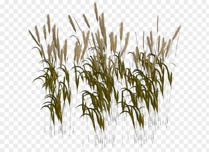 Wheat Wheatgrass Harvest Seed PNG