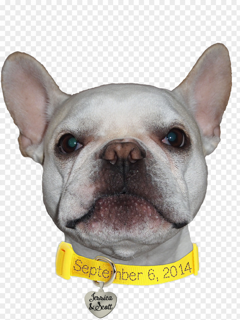 FRENCH BULLDOG French Bulldog Toy Dog Breed Non-sporting Group PNG