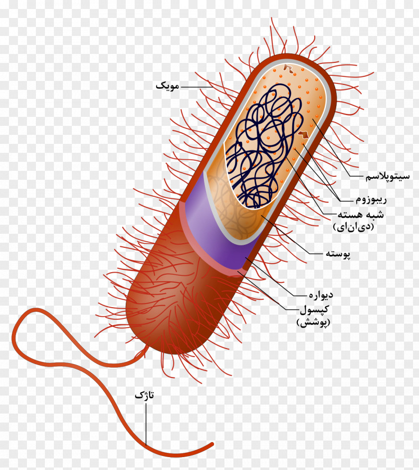 Persian Prokaryote Cell Nucleus Bacteria Organelle PNG