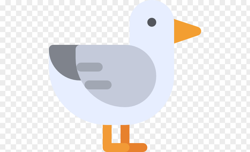 Seagull Duck Water Bird Vertebrate Anatidae PNG
