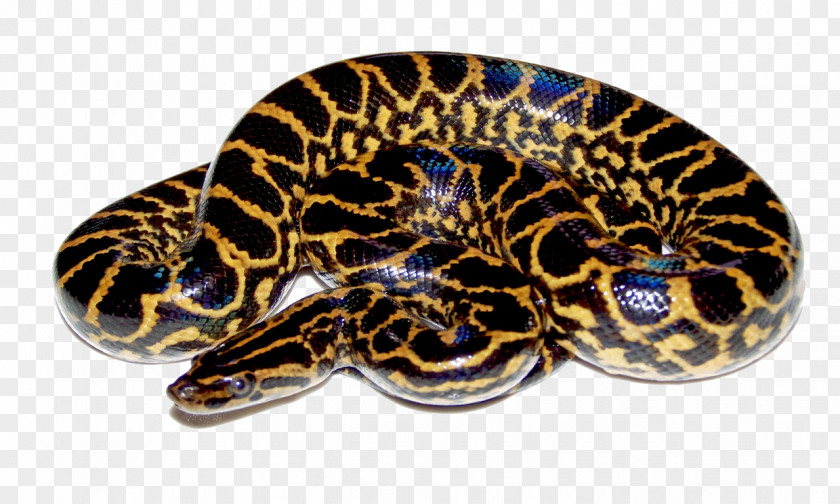 Snake Green Anaconda Clip Art PNG