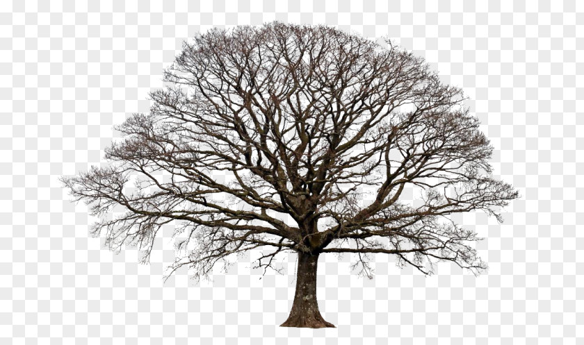 Tree Blackjack Oak Deciduous Fiddle-leaf Fig PNG oak fig, bonsai ficus clipart PNG