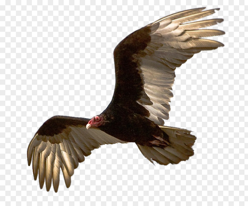 Avenue Turkey Vulture Blog Olfaction PNG