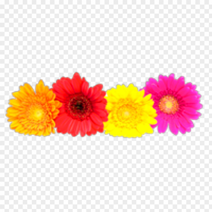 Flower Transvaal Daisy Family Clip Art Common Stock Photography PNG