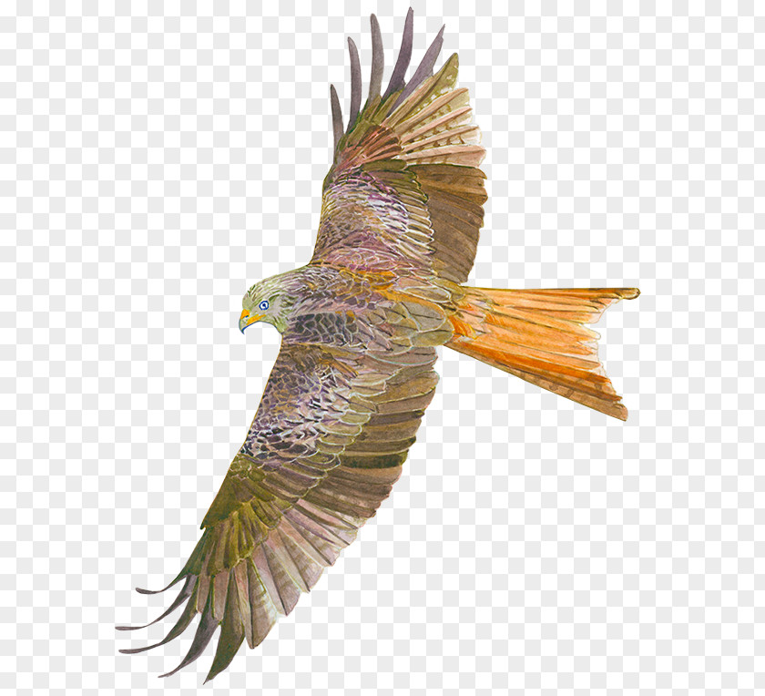 Kite Festival Bird Of Prey Accipitriformes Buzzard Hawk PNG