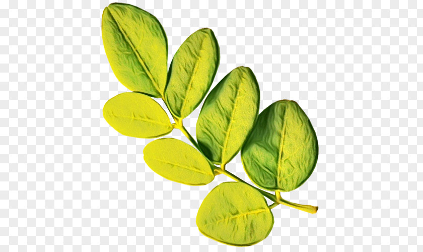 Moringa Flower Branching Leaf Fruit PNG