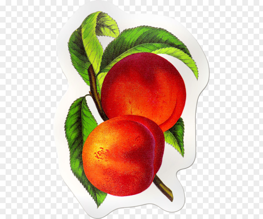 Peach Elberta Food Fruit Clip Art PNG