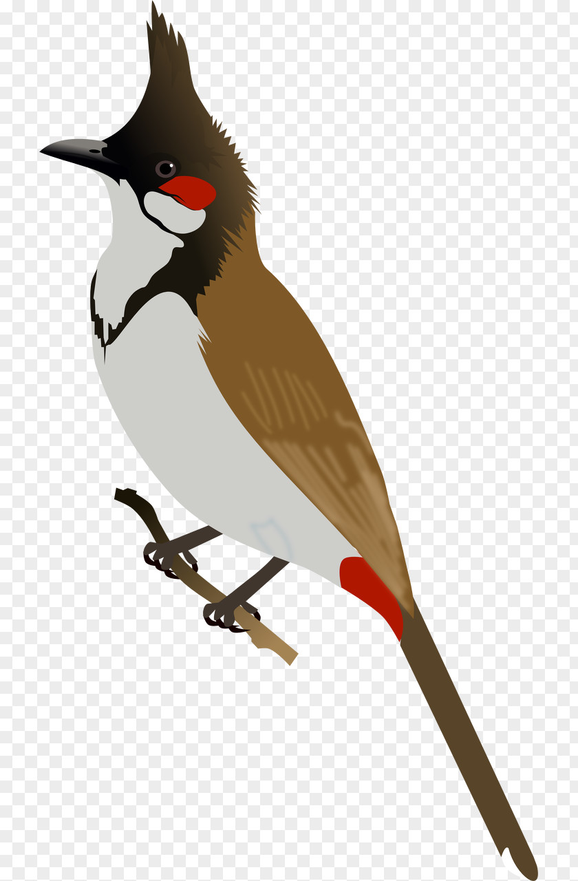 Pink Bird Red-whiskered Bulbul Red-vented Clip Art PNG