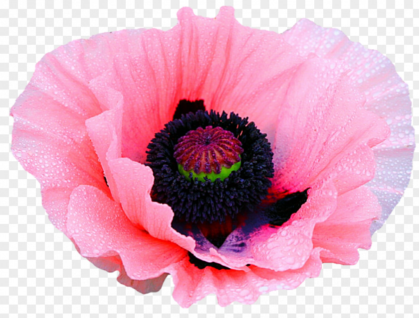 Pink Poppy Flower Clip Art PNG