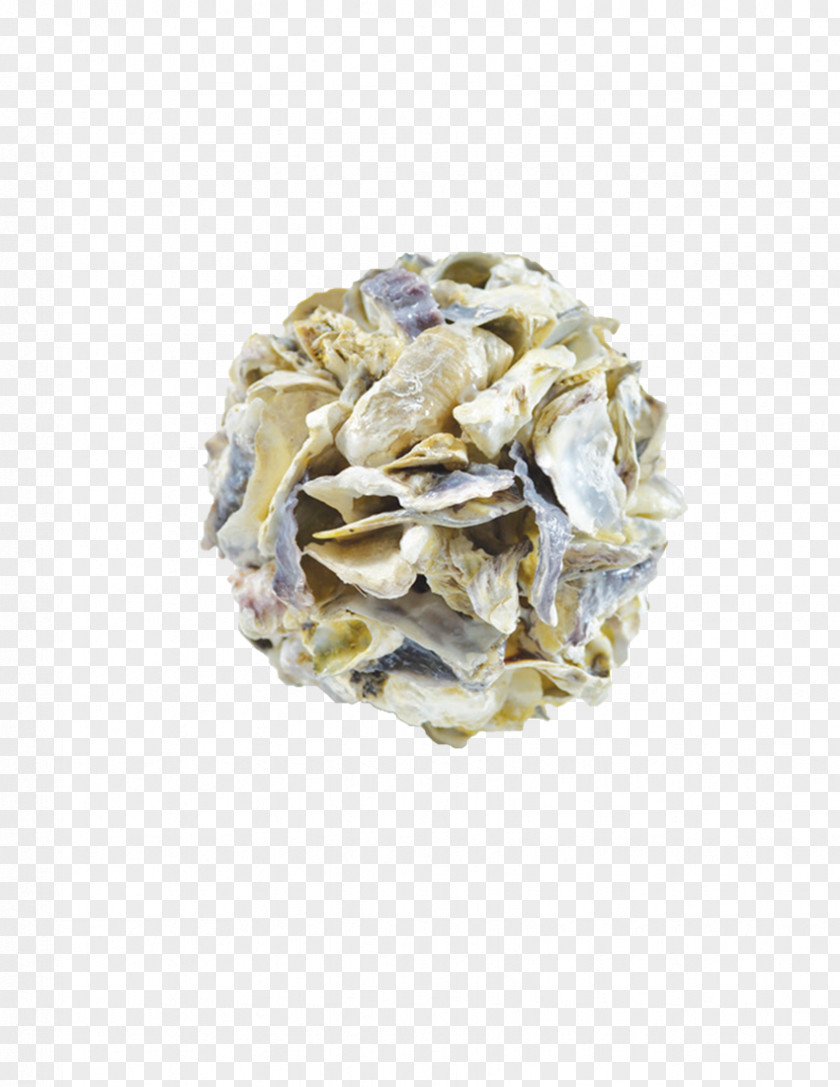 Seashell Oyster The Company Sand Dollar Jewellery PNG