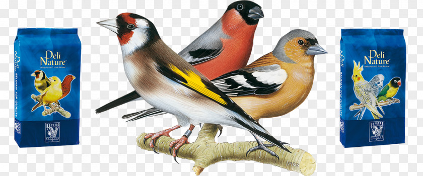 Wild Nature Delicatessen Bird Atlantic Canary Parrot Food PNG