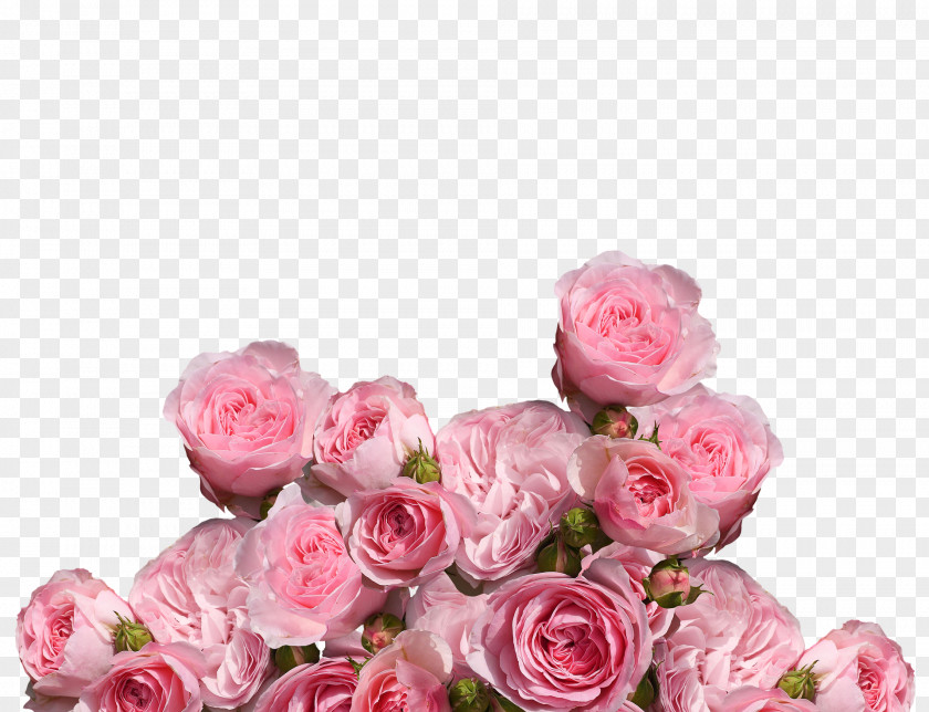 Aesthetics Cosmetics Garden Roses Cabbage Rose Pink Floribunda Flower PNG