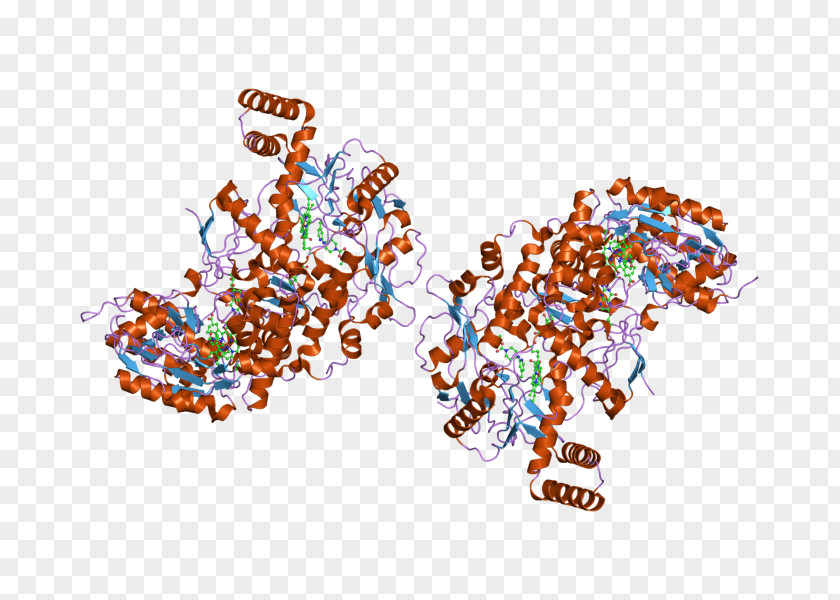 Cystathionine Beta Synthase Glycogen Phosphorylase Glycogenolysis Enzyme Structural Classification Of Proteins Database PNG