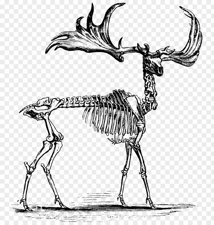 Deer Red Elk Skeleton Anatomy PNG