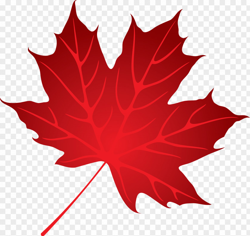 Leaves Maple Leaf Tree PNG