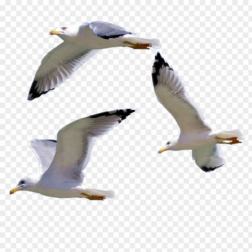 Seagull Bird European Herring Gull Gulls PNG