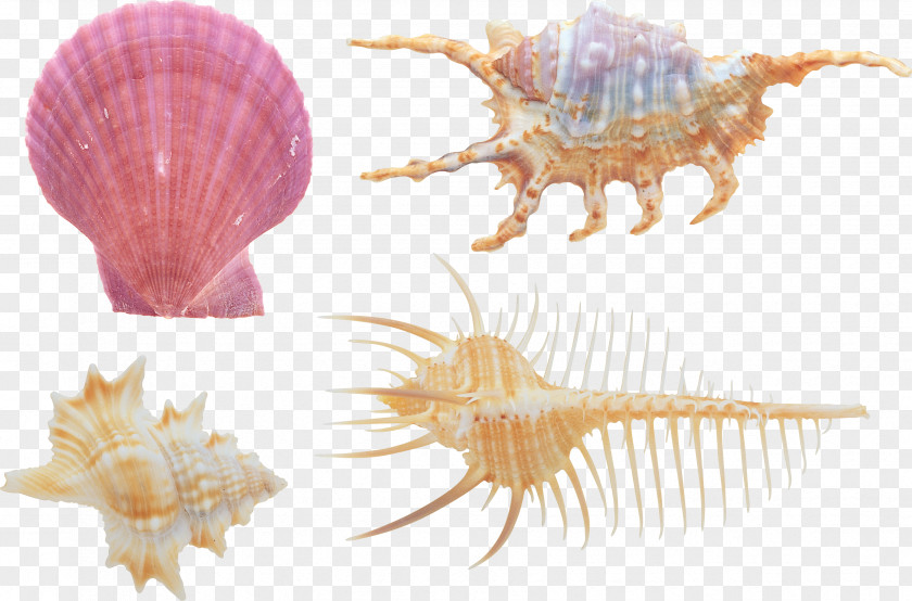 Seashell Sea Snail PNG