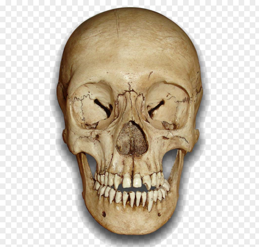 Skull Clip Art PNG