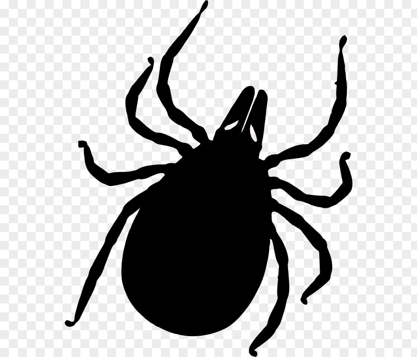 Tick Tick-borne Disease Mosquito Lyme Insect Bites And Stings PNG