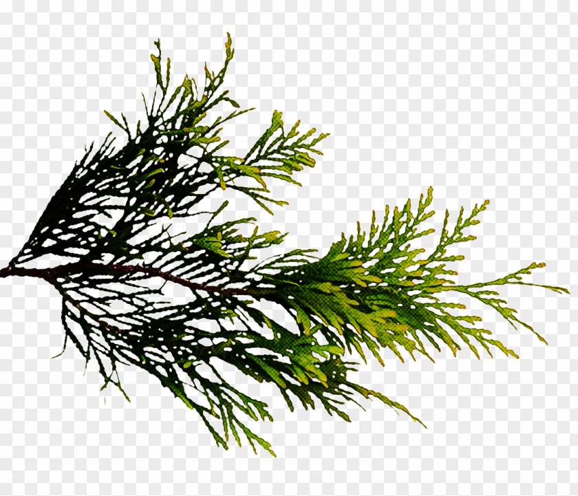 White Pine Plant Jack Lodgepole Red Juniper PNG