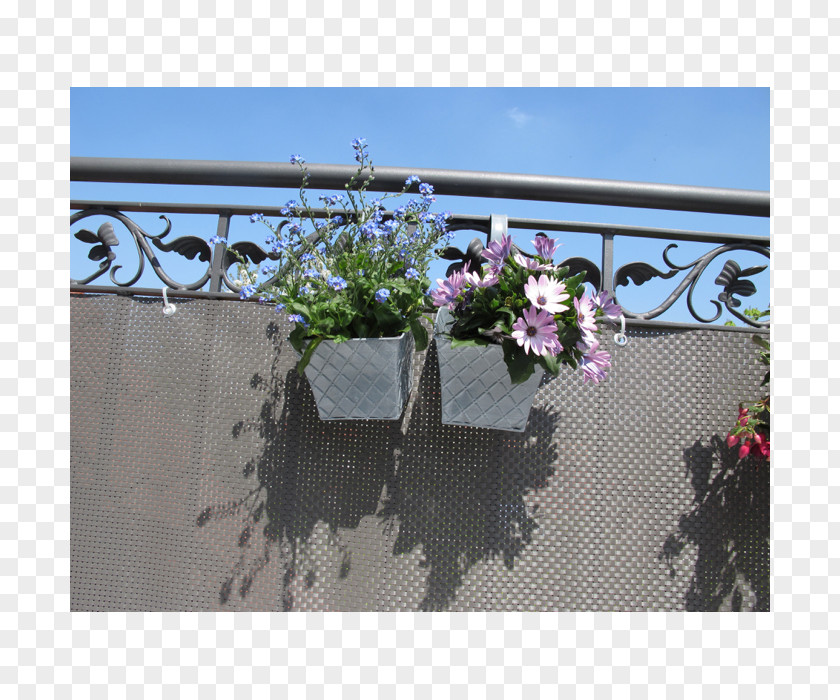 Creeper Hang On Road Floral Wall Fence Plant Balcony Property PNG