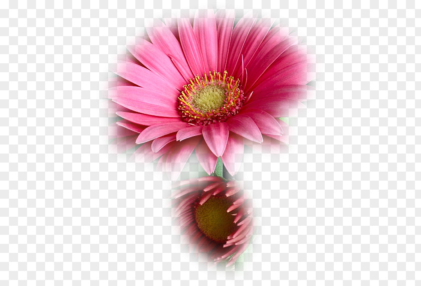 Flower Tulip Drawing Image Transvaal Daisy PNG