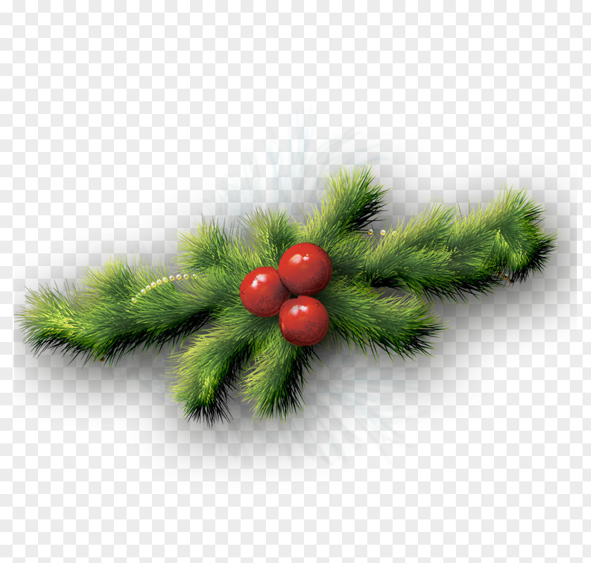 Grass Fir Christmas Ornament Spruce Pine PNG