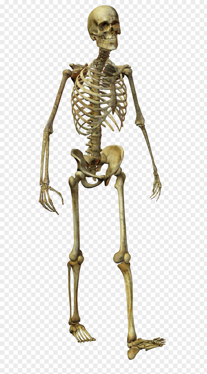 Horror Skull Human Skeleton Homo Sapiens Bone PNG