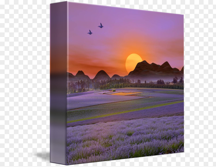 Lavender Field Desktop Wallpaper Flower Computer Dawn Sky Plc PNG
