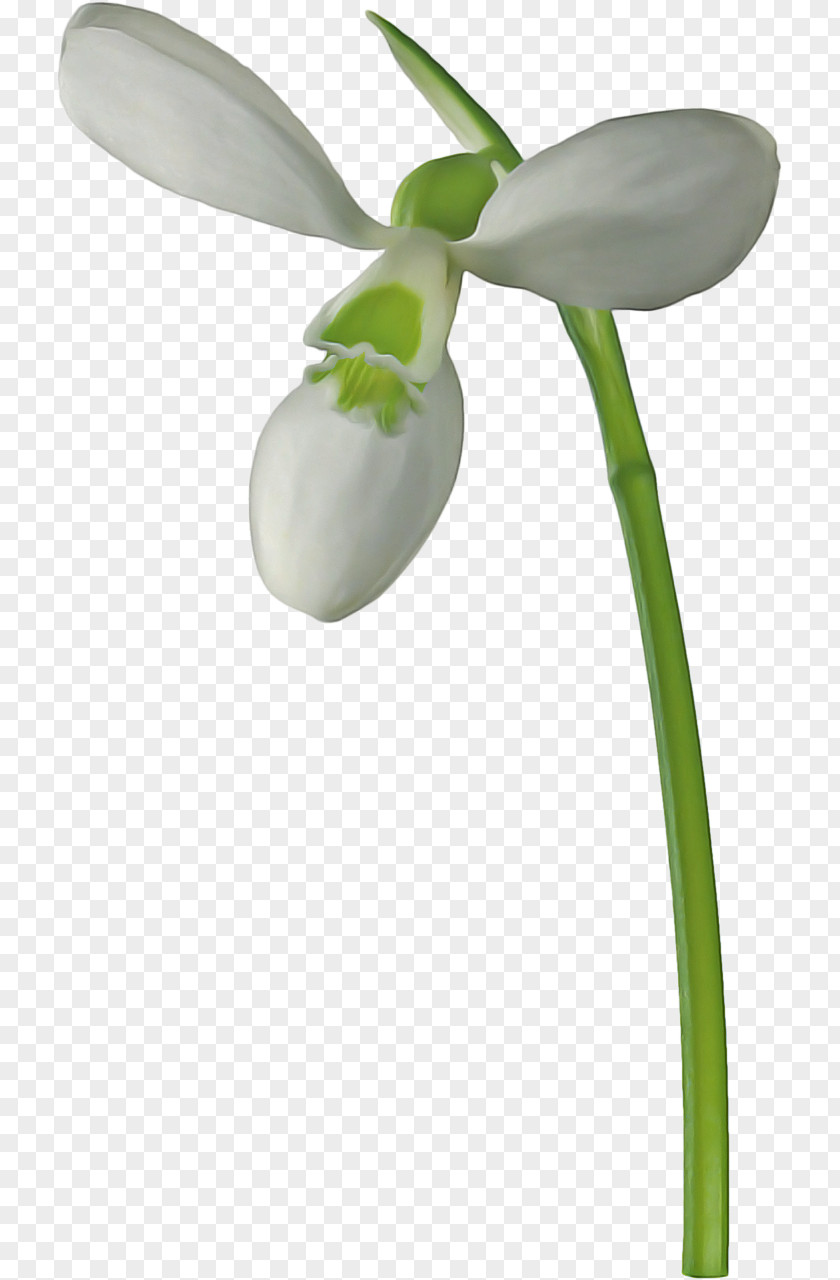 Orchid Amaryllis Family Flower PNG