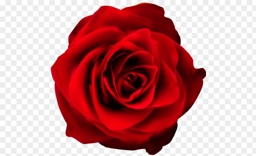 Rose Garden Roses Clip Art Flower Image PNG