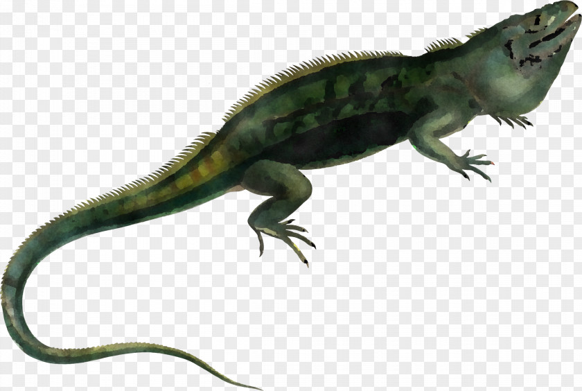 Animal Figure Iguanidae Reptile Lizard Scaled Iguania Iguana PNG