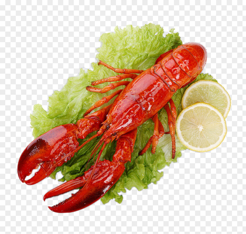 Caridea American Lobster Palinurus Elephas Prawn PNG lobster elephas Prawn, Fresh quality Boston clipart PNG