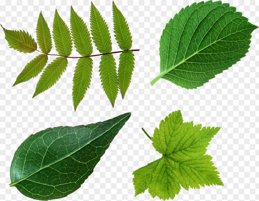 Green Leaves Look At Leaf Clip Art PNG