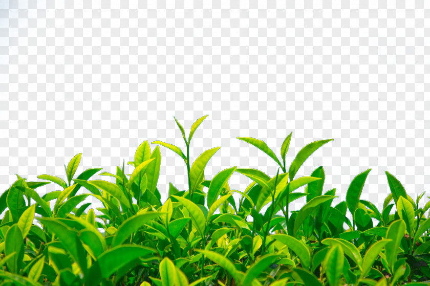 Green Tea Camellia Sinensis PNG