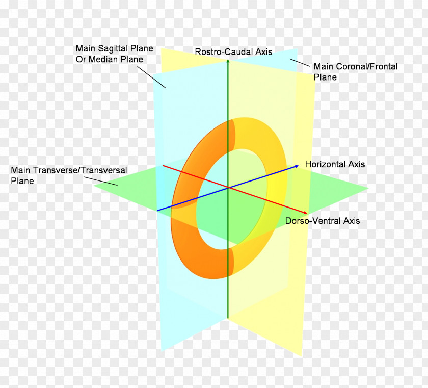 Line Diagram Angle PNG