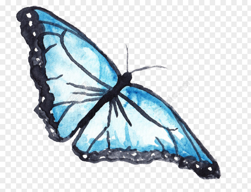 Small Blue Butterfly Monarch Vector Graphics Download PNG