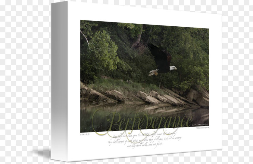 Tree Picture Frames Gallery Wrap Stock Photography Canvas PNG
