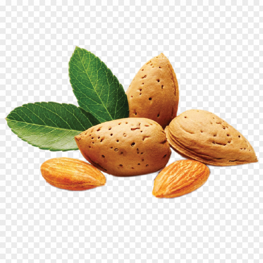 Almond Seed Oil Definition Carrier PNG