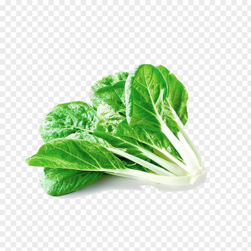 Cabbage China Chinese Bok Choy Vegetable PNG