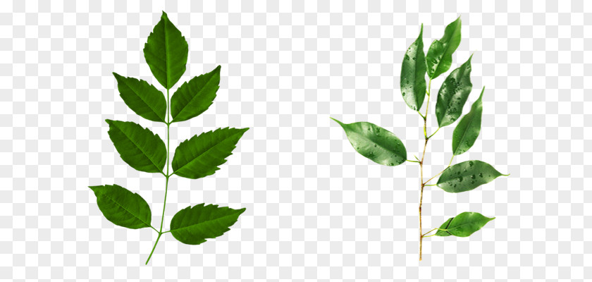 Hojas Naver Blog Leaf Plant Stem PNG