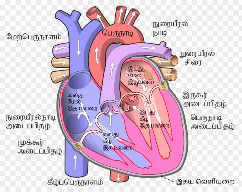 Atom Example Sentence Heart Human Body Circulatory System Ventricle Atrium PNG