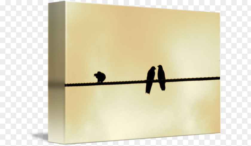 Bird On Wire Product Design Rectangle PNG