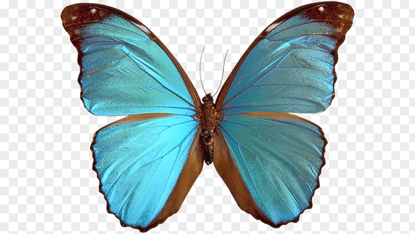 Butterfly Blue That's Dancing Dance Photography PNG