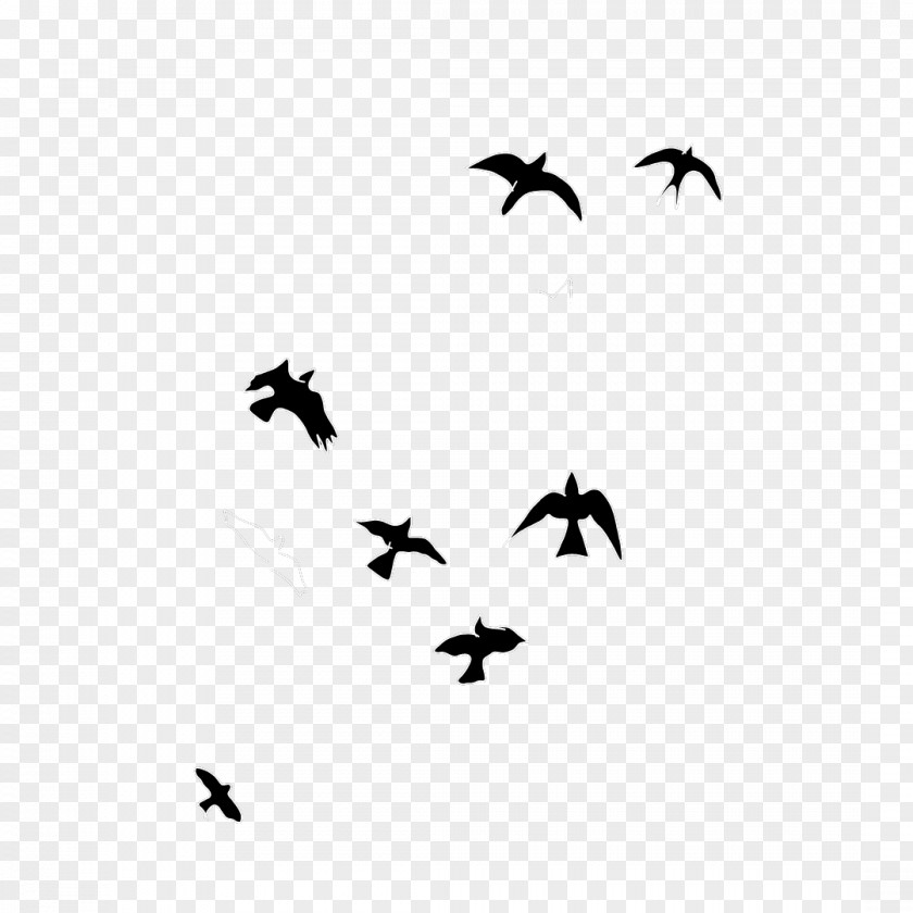 Crow Bird Migration Water Beak Wing PNG