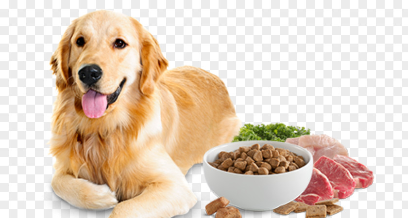 Dog Food Cat Pet PNG