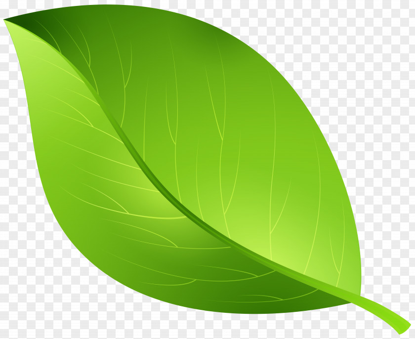 Green Leaf Transparent Clip Art Image Cartoon PNG