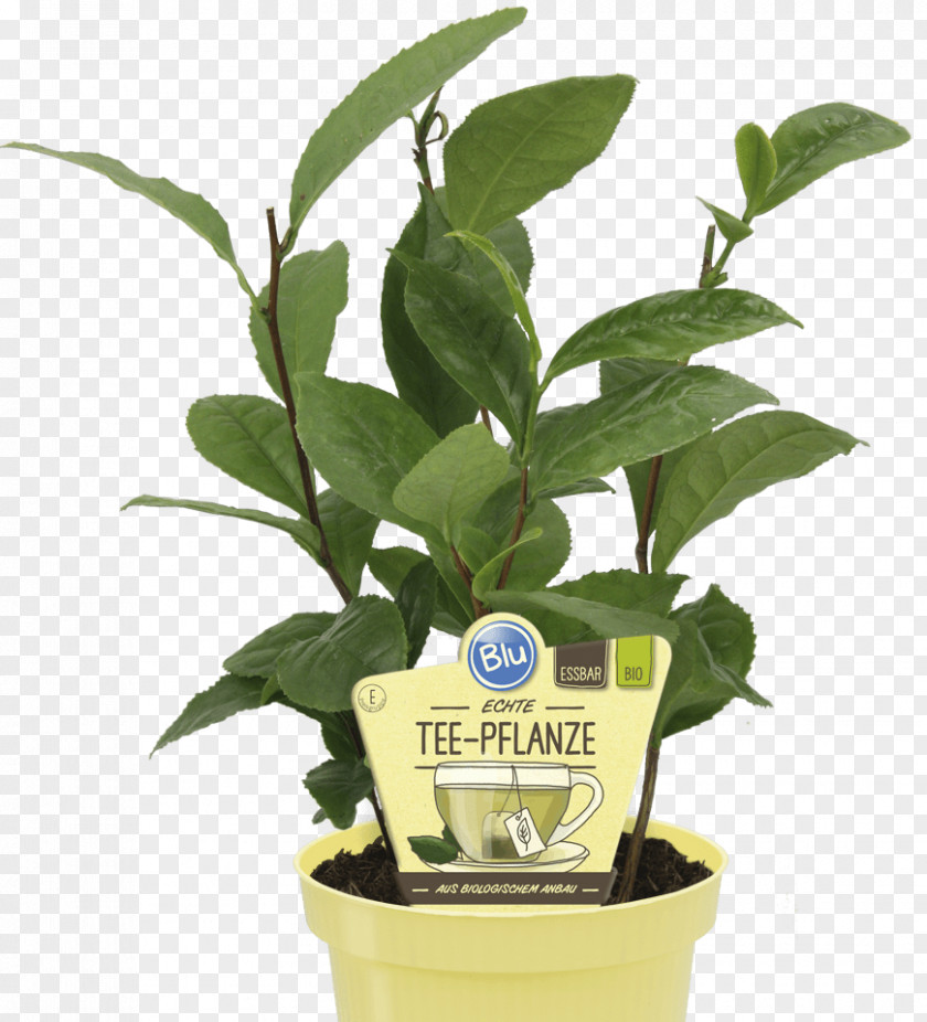 Green Tea Plant Sencha Embryophyta PNG